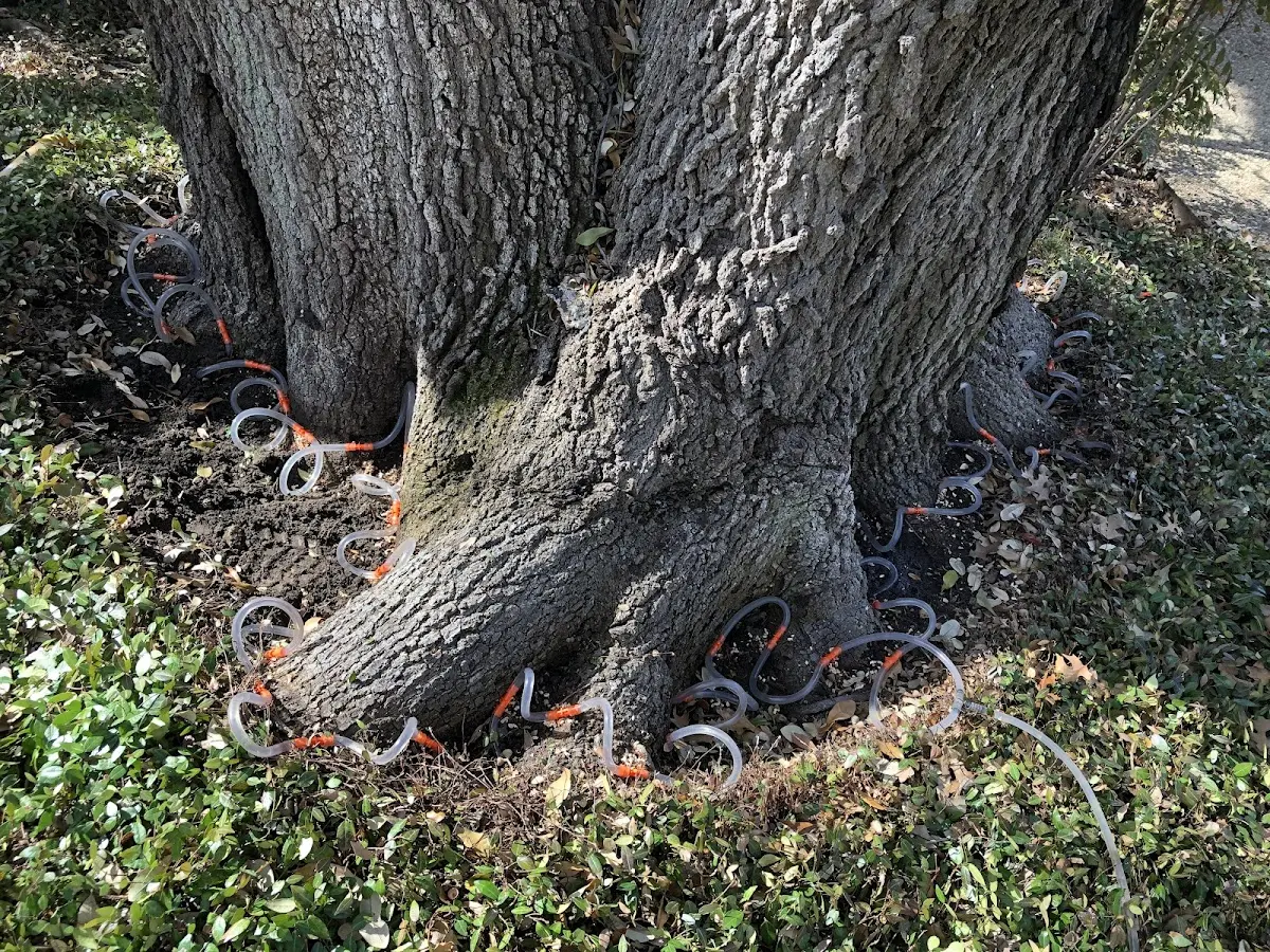Detailed Tree Cabling and Bracing job site in Shubuta